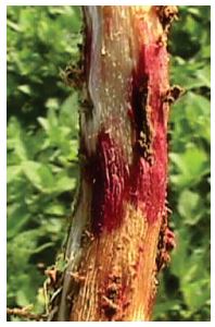 Gros plan sur une décoloration rouge due à Rhizoctonia solani