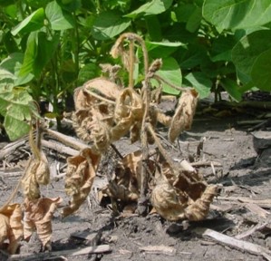 Dead plants due to Fusarium infection, with healthy plants in the background