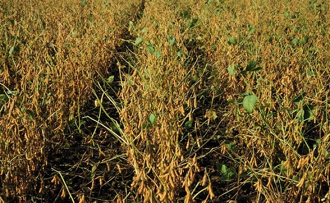 Vue d’un champ de soya exposé au syndrome de la tige verte. Dans ce cas, plusieurs plants affectés retiennent aussi des feuilles vertes.