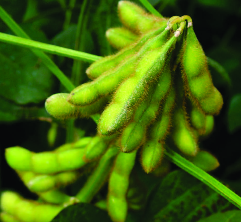 high yield cluster of soybeans