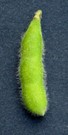 full seed stage soybean pod