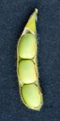 mid-way from full seed to maturity soybean pod