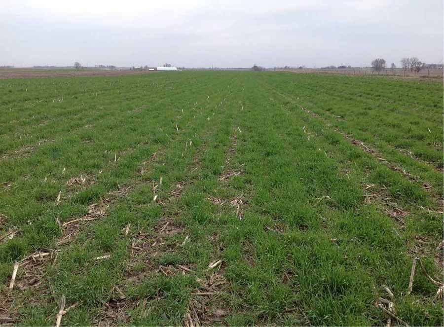 Cereal rye cover crop following corn stover harvest