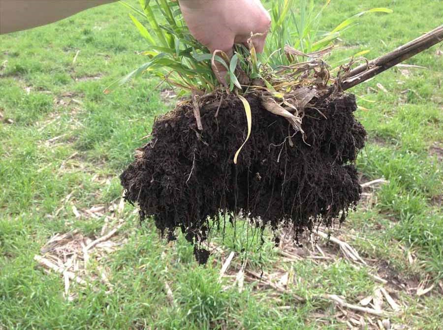 The extensive fibrous root system produced by grass cover crops makes them well suited for stabilizing soil