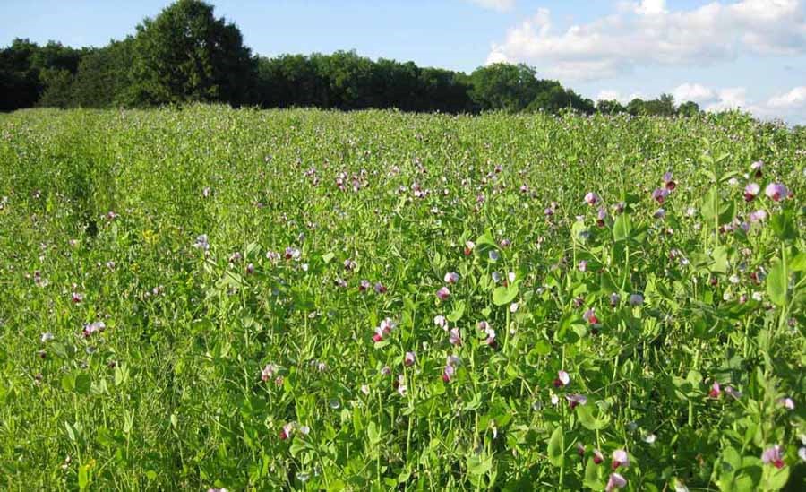 Legume cover crops like field pea can provide valuable N additions for a following corn crop.