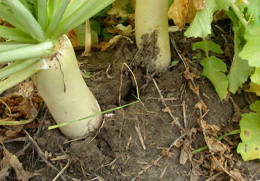 Forage radish produces a large taproot that can help remediate soil compaction.