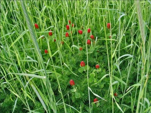 A mixture of rye and crimson clover can provide quick soil cover in the fall along with nitrogen credits for a subsequent corn crop.