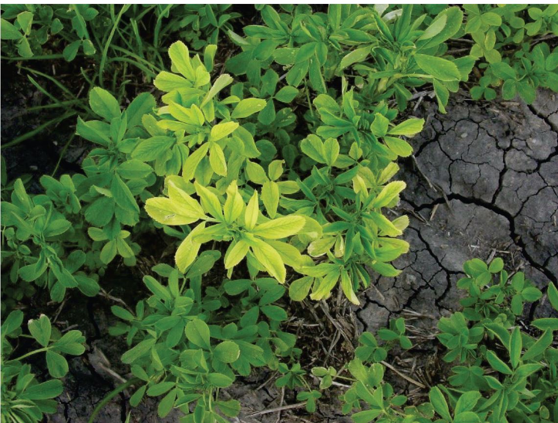Symptoms of boron deficiency in alfalfa. Alfalfa is one of the few crops that can benefit from boron applications if levels become deficient.