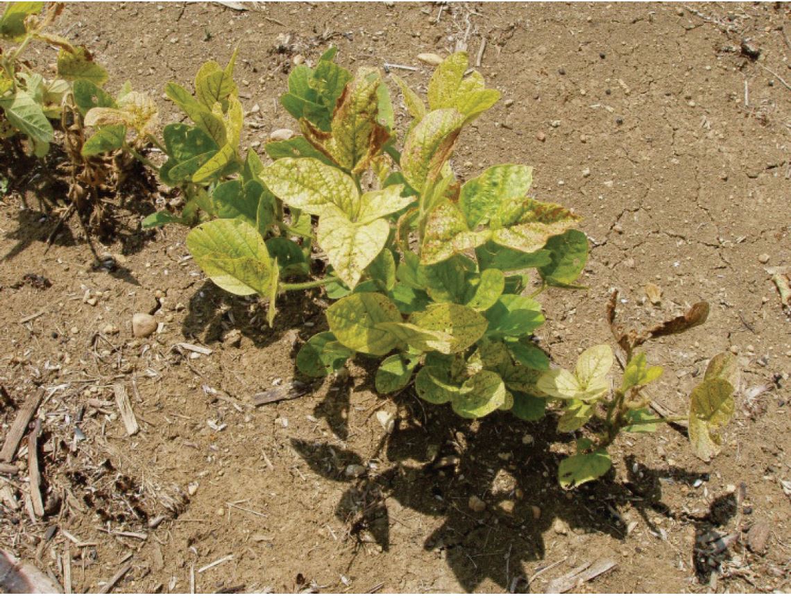 Iron deficiency chlorosis (IDC) of soybeans caused by high pH soils in the Black Belt region of central Alabama. IDC is a complex plant disorder associated with high pH soils and soils containing soluble salts where chemical conditions reduce the availability of iron.