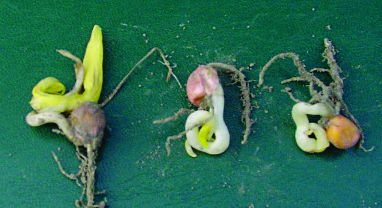 Plantules présentant des symptômes de lésions dues au froid.