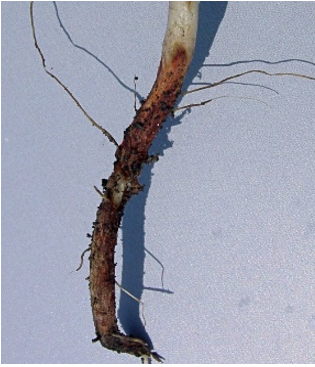 Red discoloration at soil line due to Rhizoctonia solani.