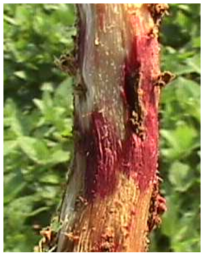 Close up of red discoloration due to Rhizoctonia solani