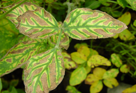 Soybean leaf showing classic symptoms of sudden death syndrome infection, with yellow and brown areas contrasted against a green midvein and green lateral veins.