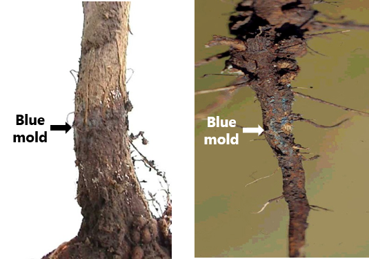 Root and stem of soybean plants with blue Fusarium virguliforme fungal colonies present at soil surface line.