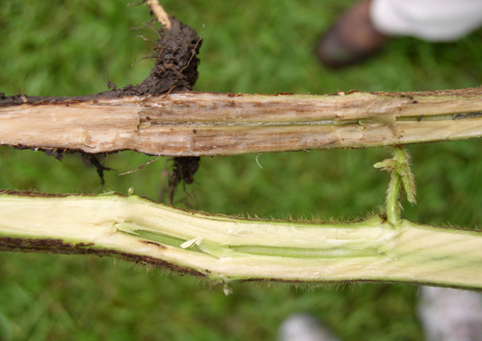 Split soybean stem on top shows stem symptoms of sudden death syndrome infection. Split stem on bottom is healthy