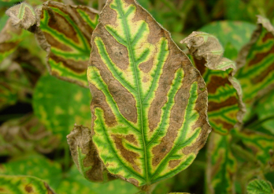 Soybean leaf showing symptoms of sudden death syndrome infection. Drying of necrotic areas can cause curling of affected leave