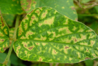 Soybean leaf showing early symptoms of sudden death syndrome infection