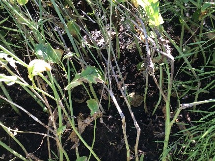 Symptoms of sclerotinia stem rot within canola crop canopy.