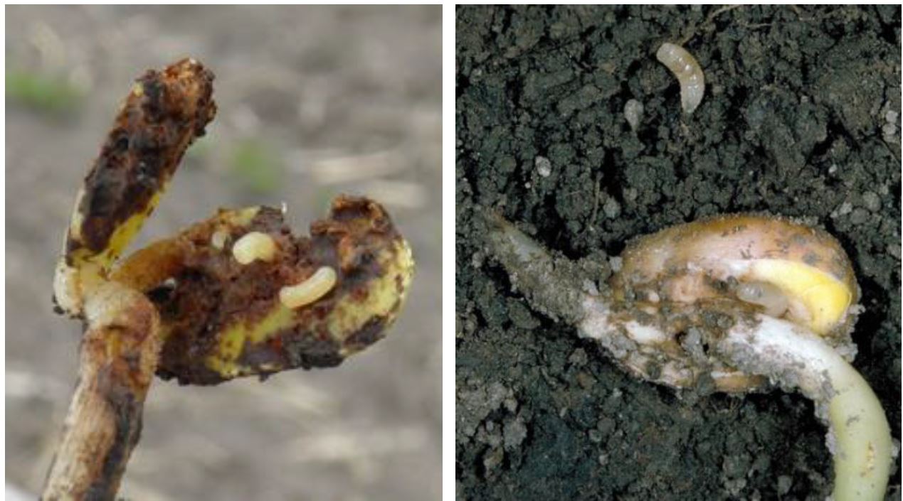 Seedcorn Maggot feeding on soybean cotyledons and Mature seedcorn maggot larvae found in the soil