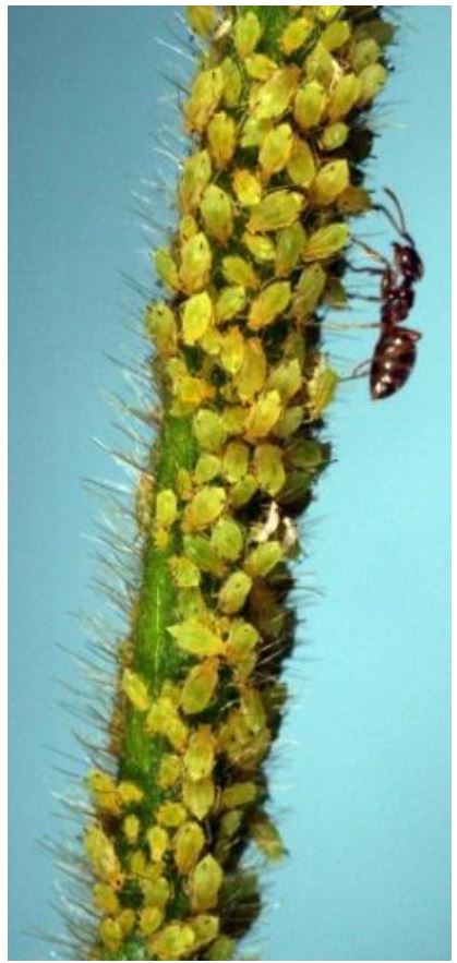 soybean aphid adults on plant stem
