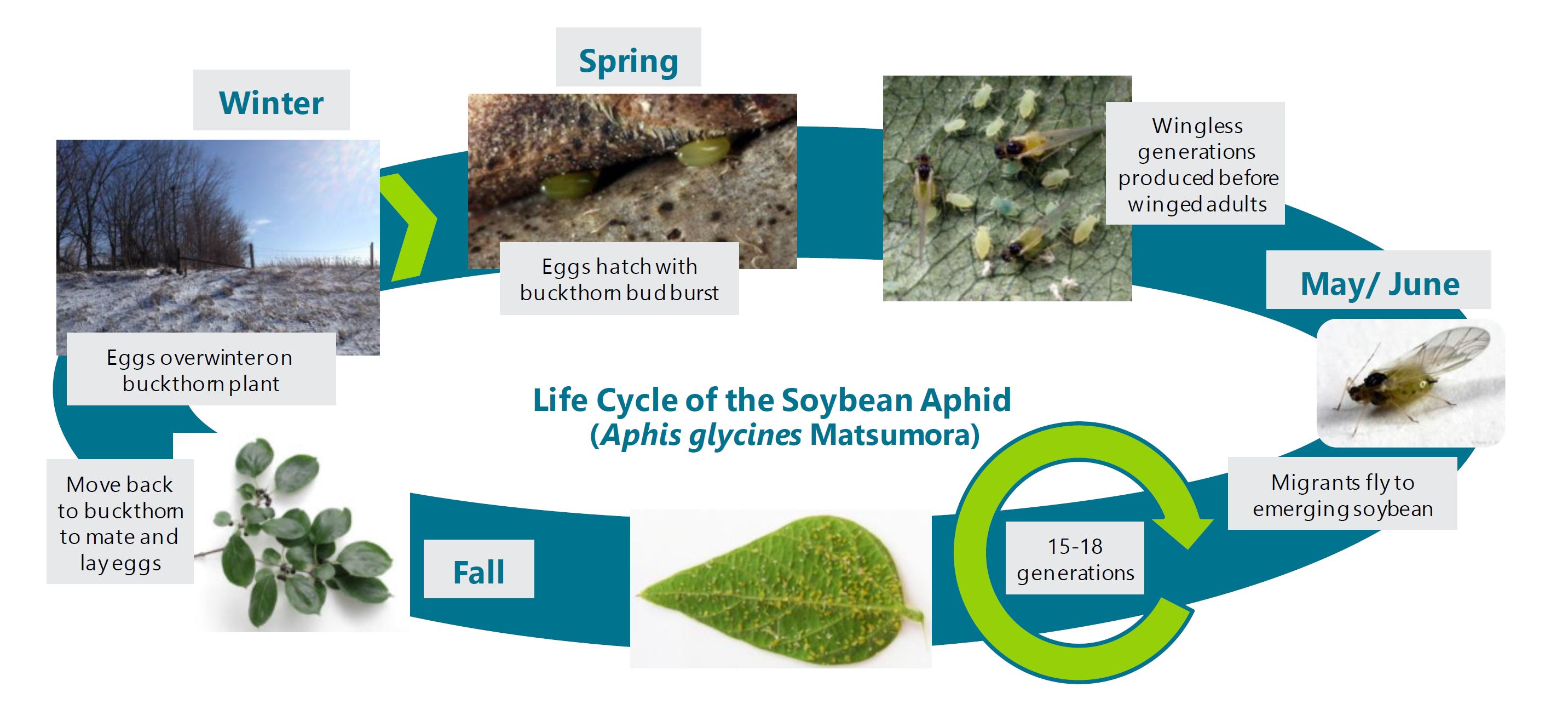 Life Cycle of the Soybean Aphid