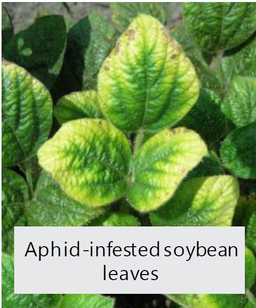 Aphid-infested soybean leaves