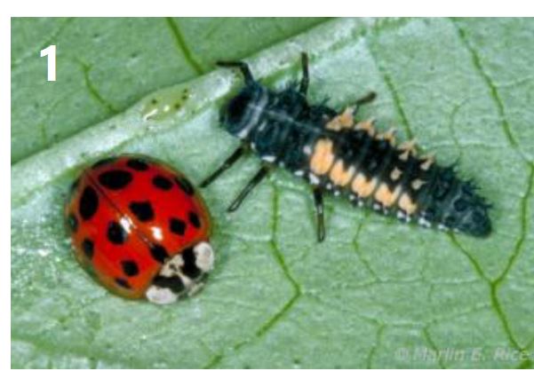 asian lady beetle - adult or larvae