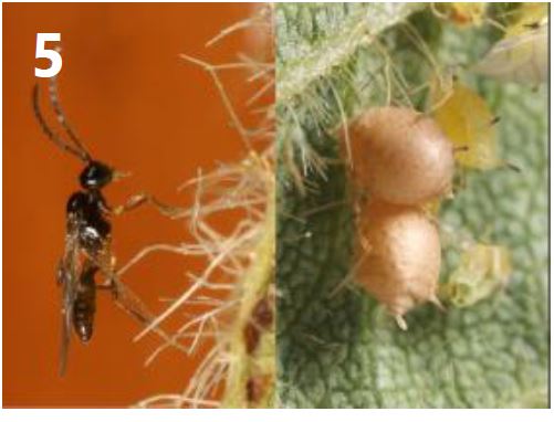 Bio-control agent: Parasitic wasp – Binodoxys communis.