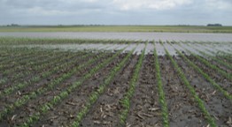 Dommages causés au maïs par les inondations du printemps