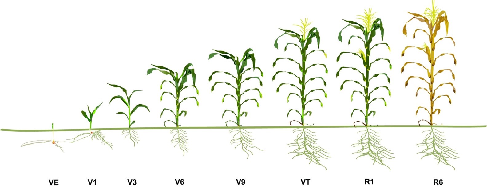 staging corn growth diagram