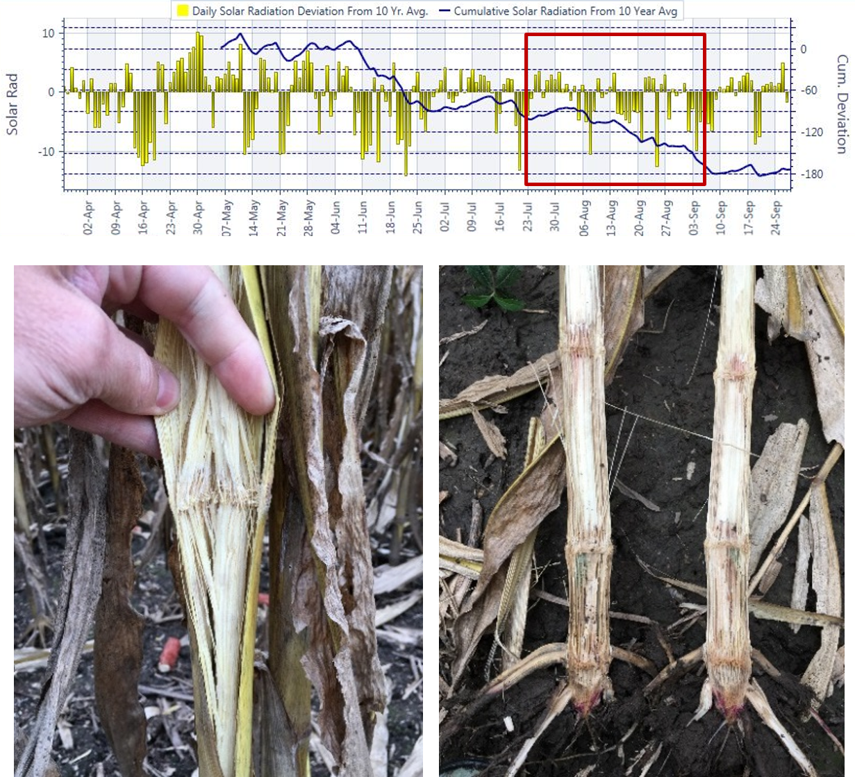 A Pioneer hybrid plot in 2018 in which poor stalk quality was associated with below average solar radiation throughout the grain fill period.