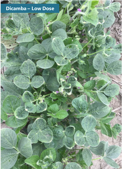 Plants showing leaf crinkling, upward leaf cupping, and whitish leaf margins on new growth characteristic of dicamba injury. 