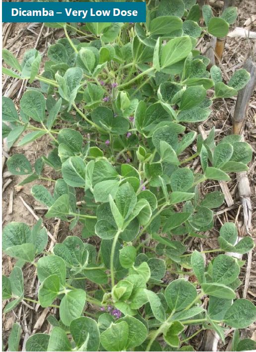Symptoms of a very low dose of dicamba exposure, including crinkling at the leaf tips and slight downward cupping.
