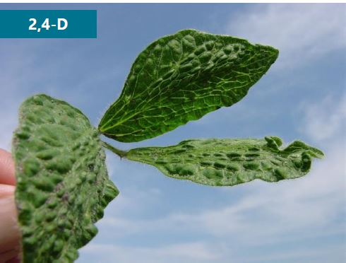 Soybean trifoliate showing symptoms of 2,4-D injury. Leaflets are strapped, with parallel venation.