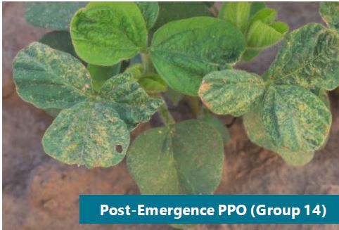 Soybean injury after foliar application of a PPO herbicide. Leaves show some degree of distortion and midrib shortening, which could be mistaken for other types of injury, but also show burning of leaves exposed at the time of application characteristic of PPO damage