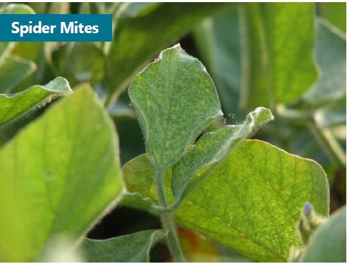 Curling and stippling of soybean leaves caused by spider mites