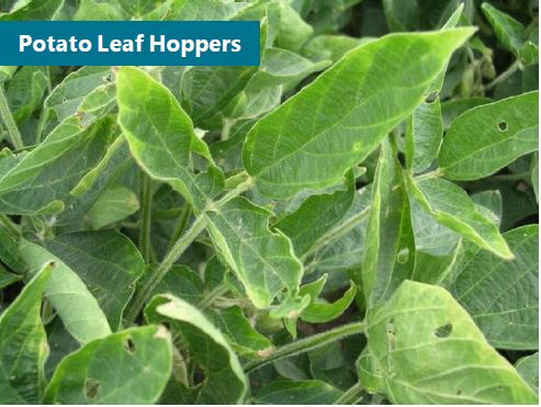 Curling of soybean leaves caused by potato leaf hopper feeding.