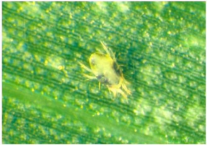 Two-spotted spider mite adult.