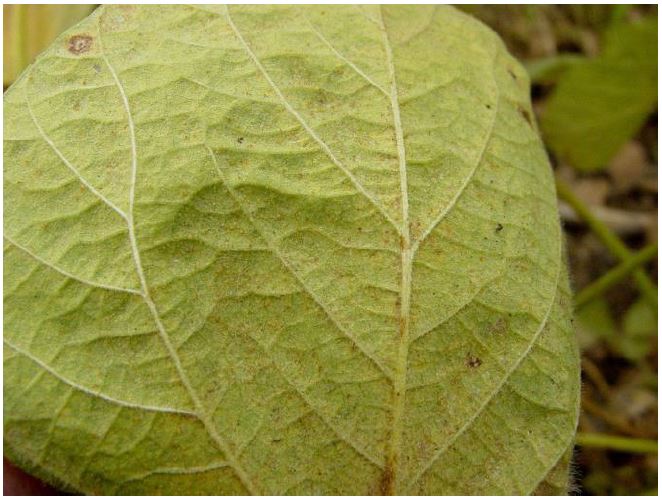 Œufs de tétranyques sur le revers d’une feuille de soya. Les infestations de tétranyques sont plus fréquentes sous des conditions chaudes, sèches, où le plant est stressé par la sécheresse.