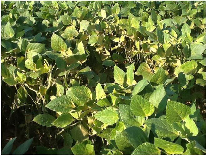 Soybean leaves showing spider mite feeding symptoms
