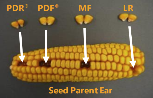 Seed parent showing where different seed types originate on the ear.