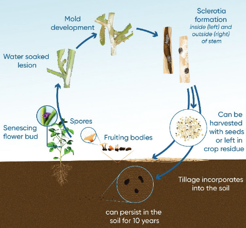 White mold life cycle in soybeans
