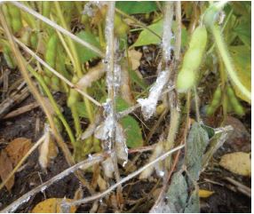 White mold development on soybean, formation of sclerotia.