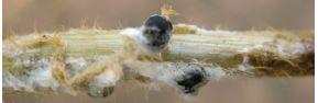 White mold sclerotia on outside of soybean stems among moldy tissue, appearance is more rounded.