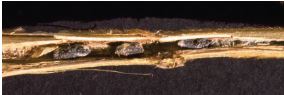 Sclérotes de moisissure blanche à l’intérieur des tiges de soya, leur aspect est plus cylindrique.