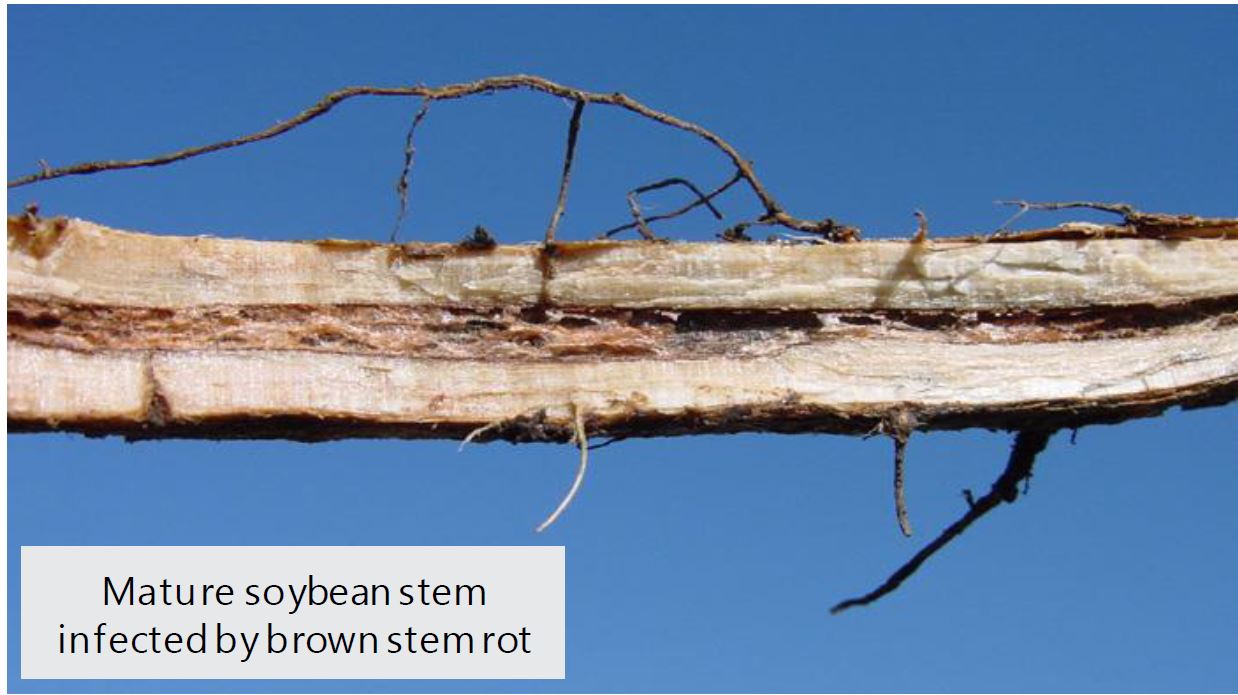 Mature soybean stem infected by brown stem rot