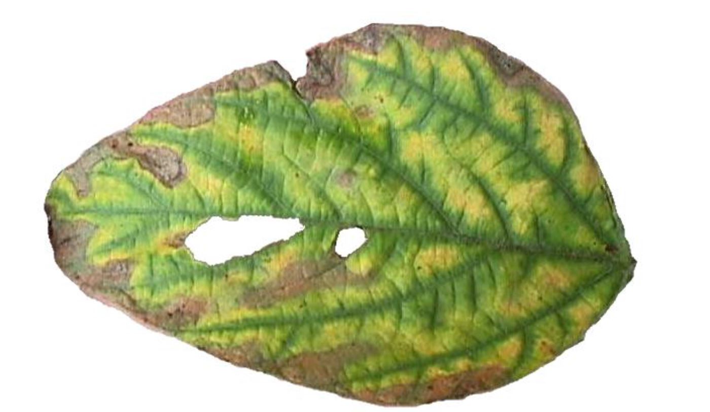Foliar symptoms of brown stem rot.