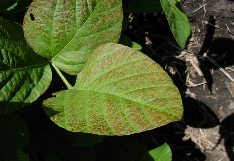 Leaf symptoms begin as a light purple color that extends over the leaf and develops a leathery appearance