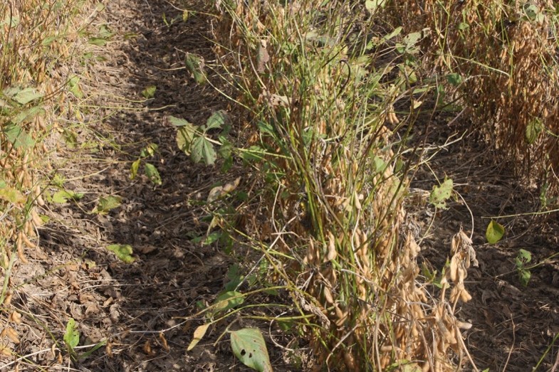 Field infected with cercospora leaf blight of soybeans.