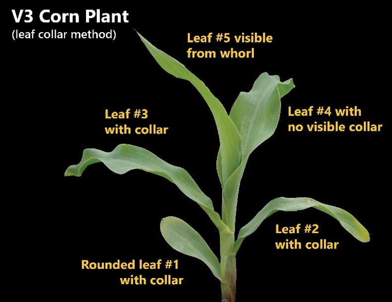 Group 6 herbicide injury in corn.